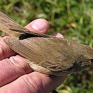 Blyths Reed Warbler